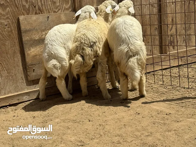 للبيع حلال حري بيور