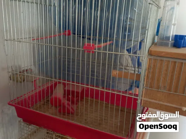 اقفاص عصافير عدد2للبيع
