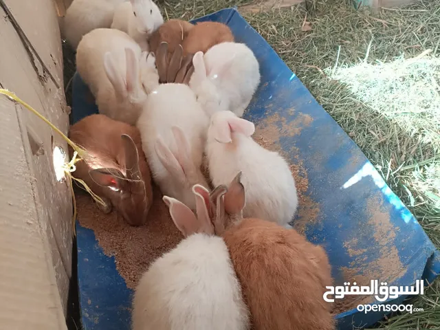 السلام عليكم ورحمه الله وبركاته لا يريد ارانب التربية ارنب الواحد ب 4 ريال
