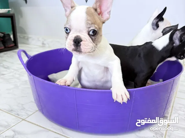 Frinsh bulldogs puppies