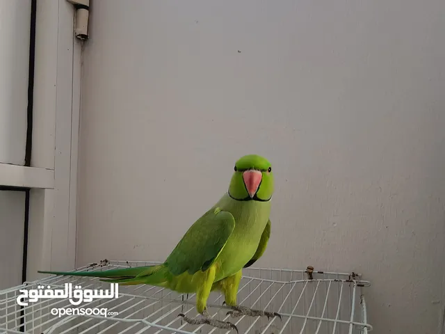 ببغاء دره ذكر