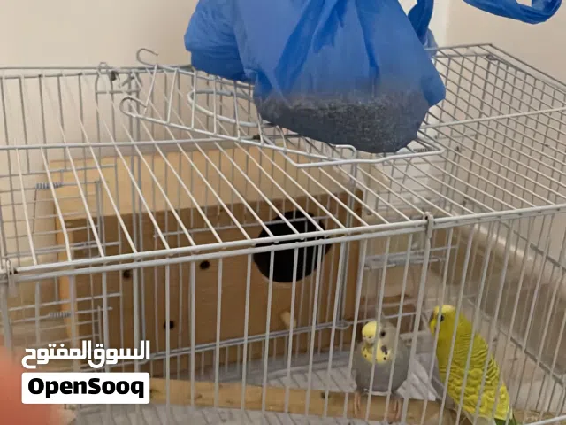 للبيع بادجي استرالي منتج