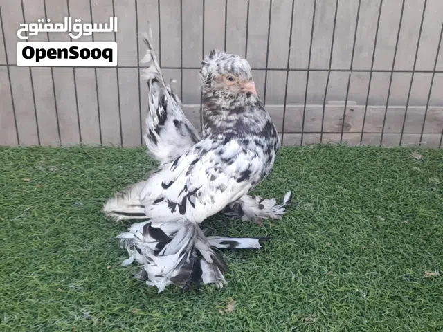 دكر روسي مبروص