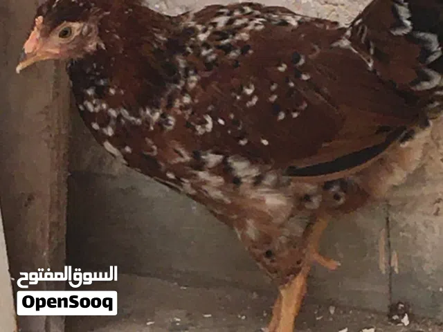 دجاج للبيع
