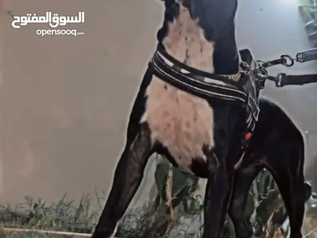 بيتبول Pitbull