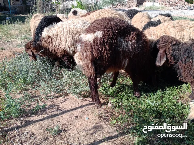 21 عابور بسعر مغري