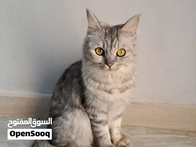 قطط شيرازيه للبيع