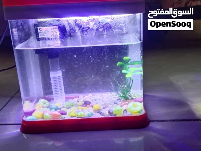 Fish Aquarium Small