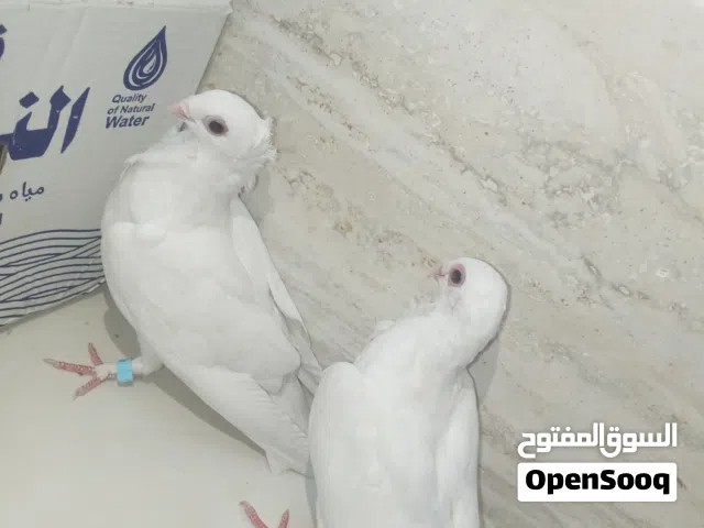 حمام مناسب الراعب جوا بيض ولرفلي زوج