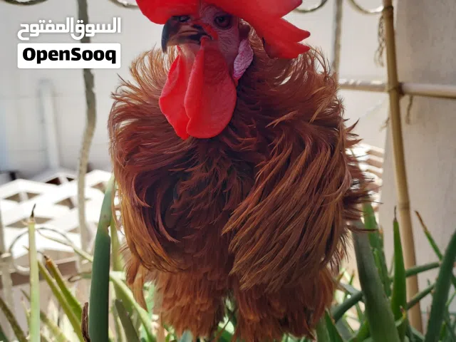 Pets only Freezy breed rooster Serama original Hen for sale