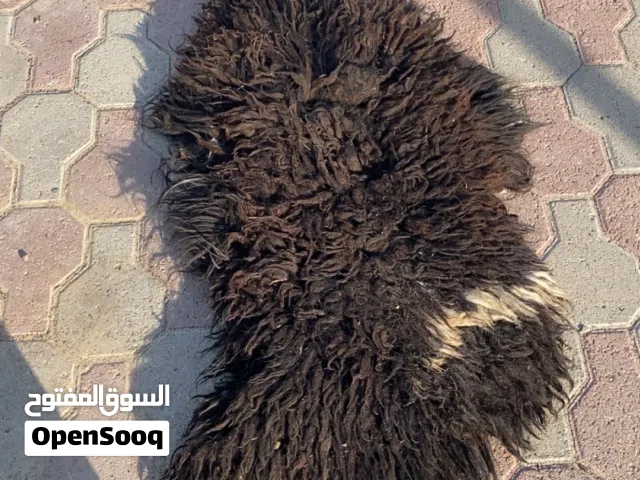 جاعد حل بيع عق سعرك وشله