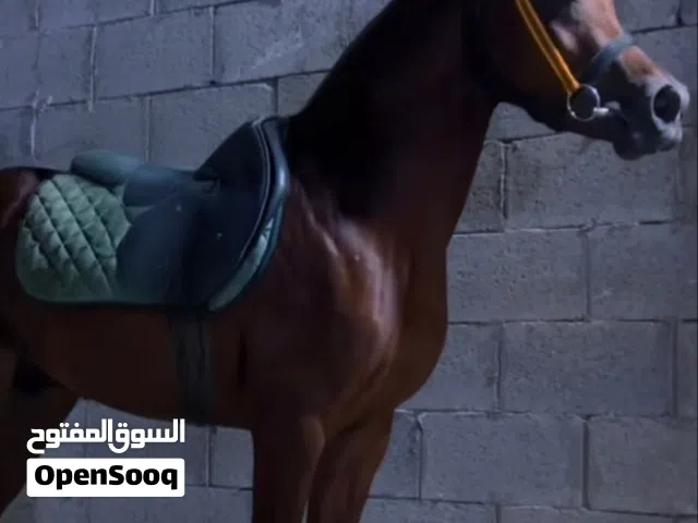 فلو عربي اصيل بأوراقة