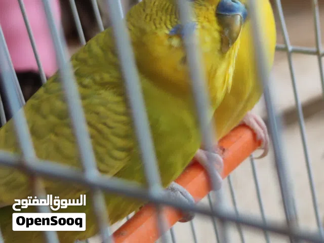 السلام عليكم ورحمه الله وبركاته