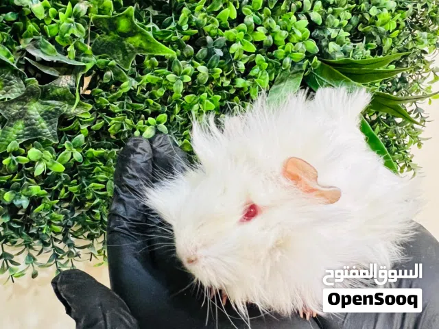 Long-Haired White Red-Eyed Guinea Pig  خنزير هندي طويل الشعر أبيض بعيون حمراء – جودة عالية