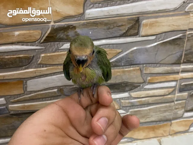 للبيع فرخ روز للغر