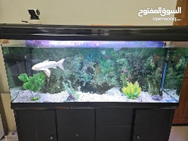 aquarium with fish almost new