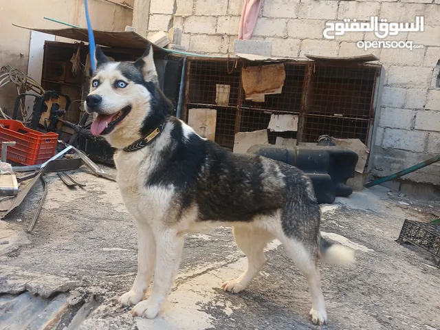 اناثي هاسكي