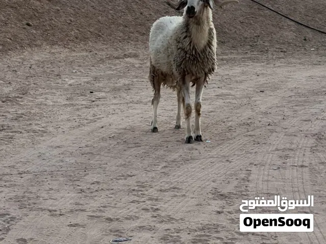 فحل غنم يمشي ضحيه بسم الله ماشاء الله