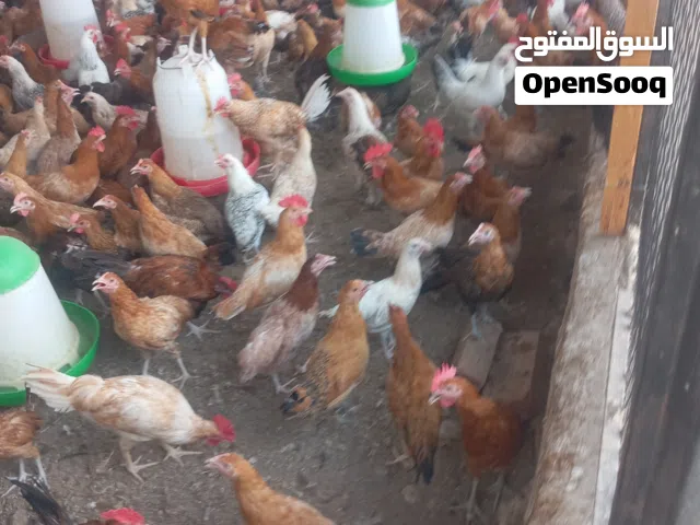 دجاج بلدي وفيومي