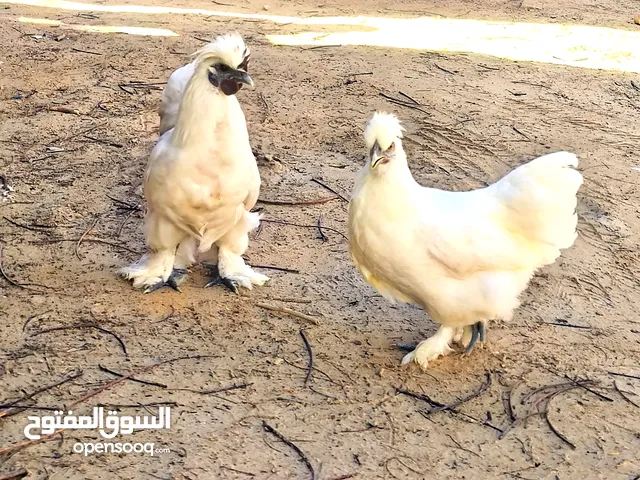 كوبيه قطني تلجي ناشطات ربي يبارك حاجه نضيفه