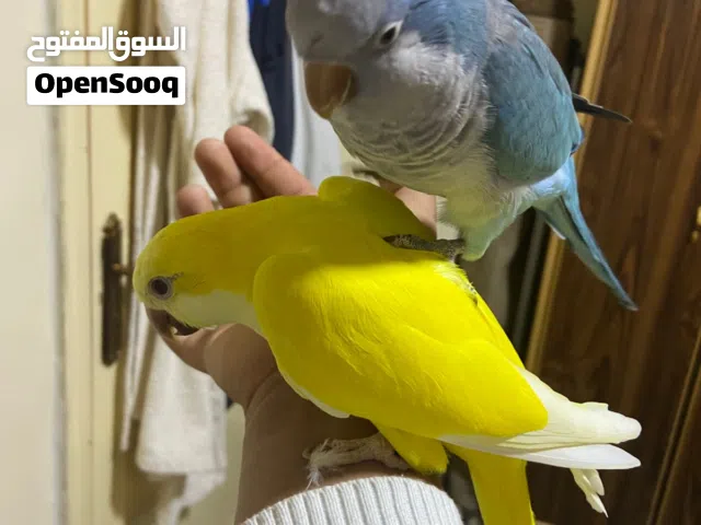 زوج ببغاء كويكر شغال مع قفص وكوخ