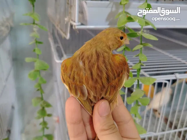 مجموعة مخاليف كنار بالوان مميزة ( إقرأ الوصف)