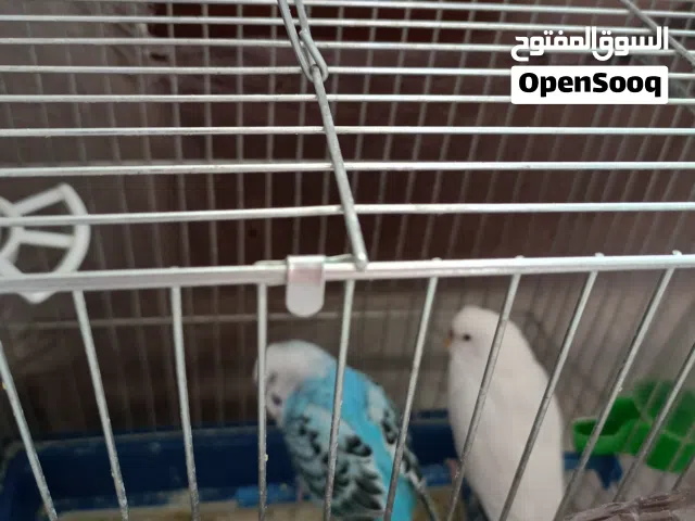 عصافير الحب