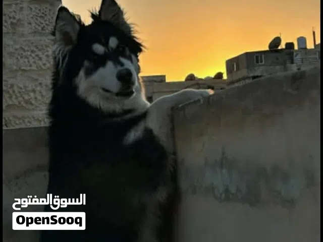 هاسكي "ذكر" اصلي بيور صافي 100% للبيع مع دفتر مطاعيم العمر: 7 اشهر  الموقع