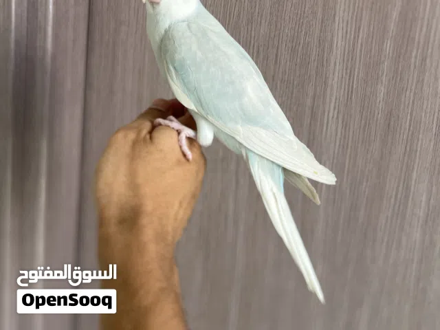 دره هولندي