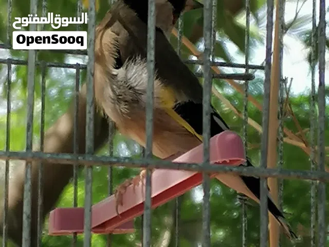 أنثى قرديل تبارك الرحمن