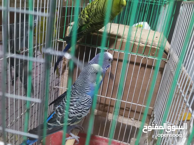 ثلاث طيور حب للبيع