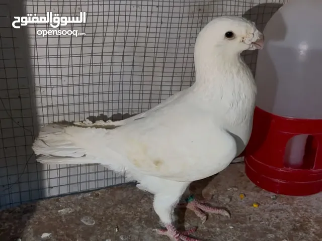 هومر الماني مختوم شغال