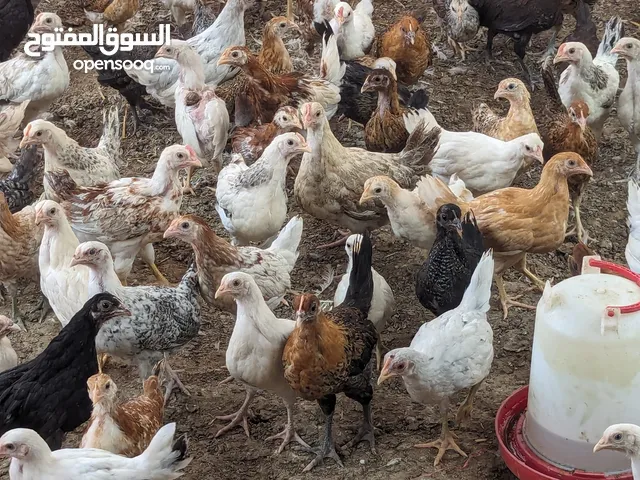 دجاج عماني بعمر شهرين