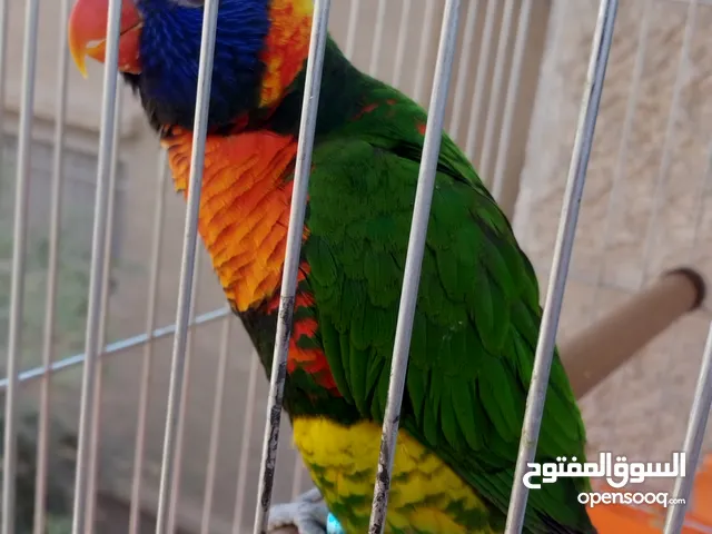 ببغا لوري رينبو العمر سنتين متكلم لعوب