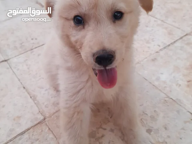 100% pure German mix Golden ×× husky puppies