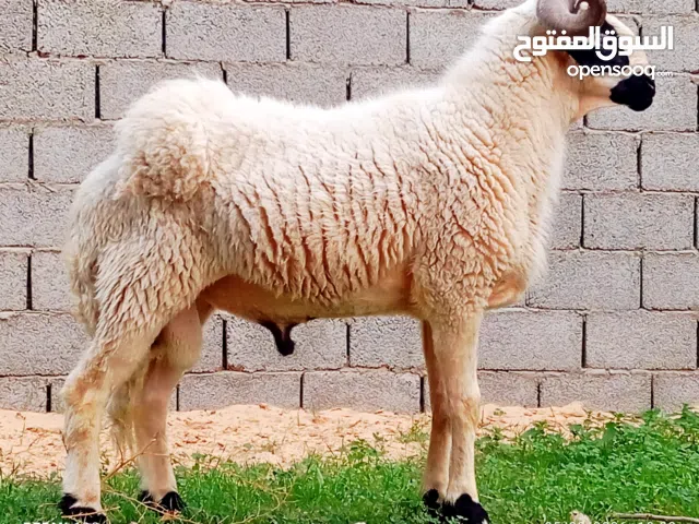 تني مواصفات لاقوى إلا بالله