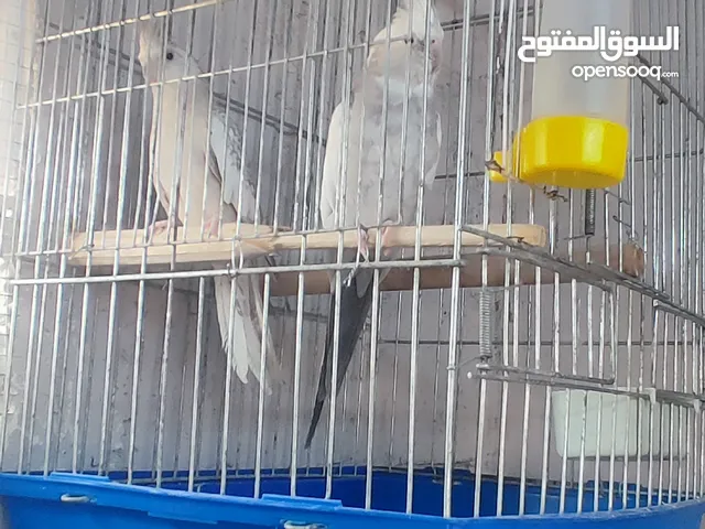 غرفة عصافير