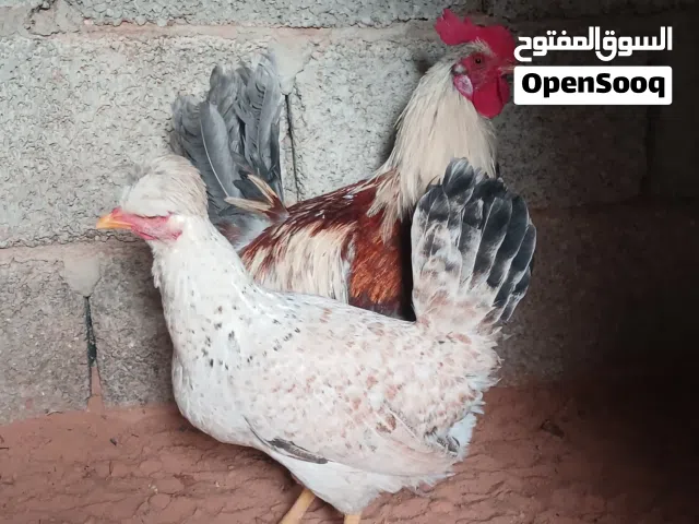 السلام عليكم  موجود دجاجه وفروج للبيع دجاجه ادحي المكان القربولي