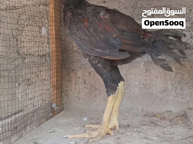 دجاج باكستاني للبيع
