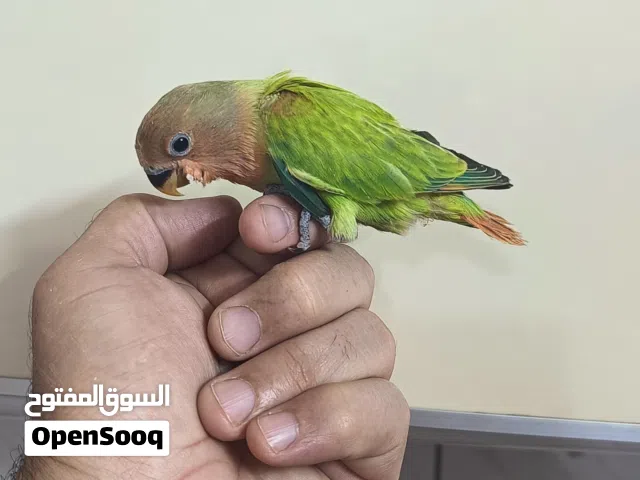 غندور اليف