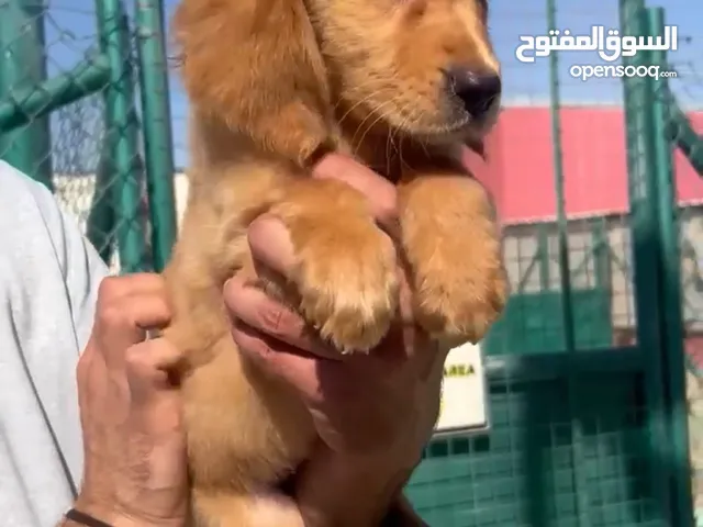 جولدين ريتيفر انثى عمر شهرين