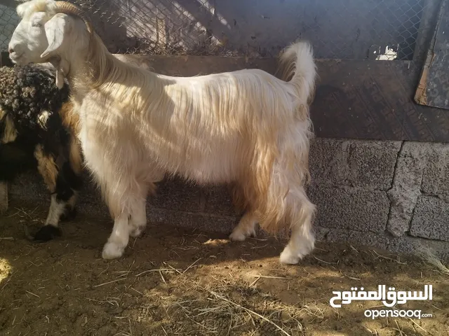 تيس جامودي للبيع