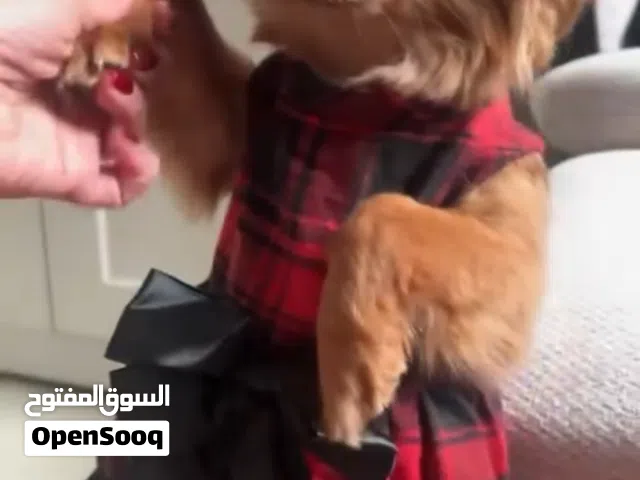 غير متوفره تم التبني