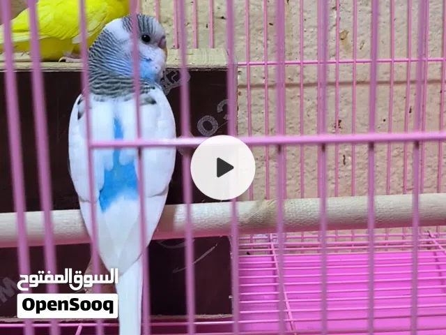 طيور حب يردن يبيضن