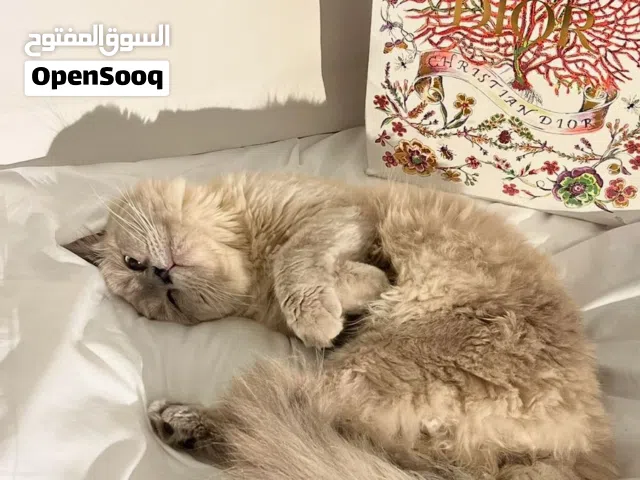 قط هملايا للبيع