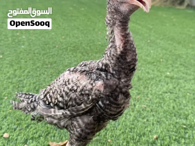 ديك باكستاني للبيع