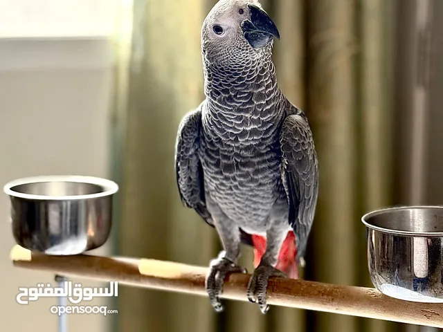 للبيع فرخ كاسكو جميل جدا و أليف جداً  حجم سوبر جامبو  بعمر 4 شهور فقط