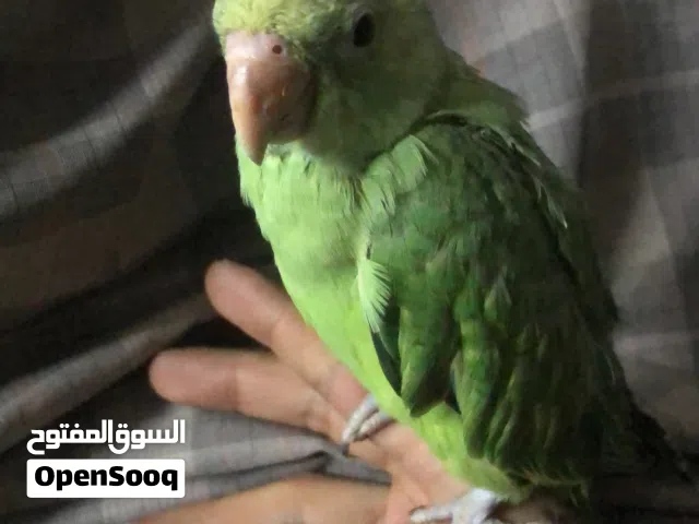 متوه الدره
