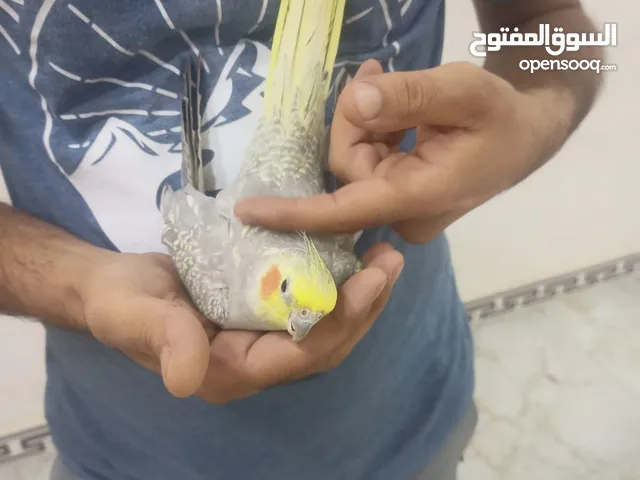 السلام عليكم كوكتيل للبيع
