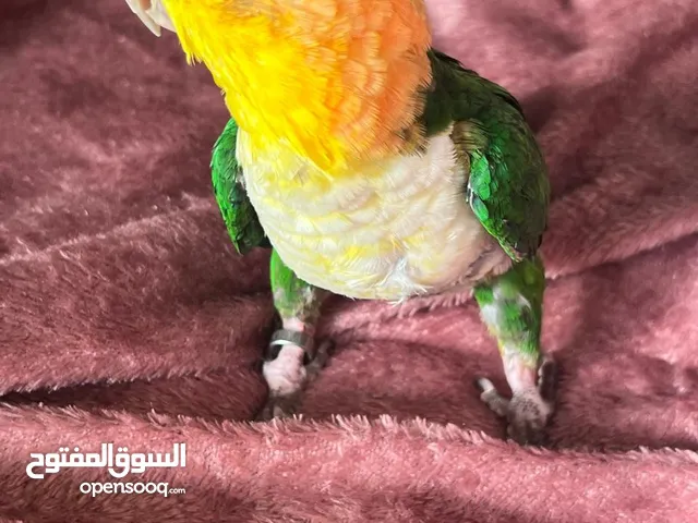 نوادر الوايت بلي / عمره 7 أشهر/ أليف ولعوب/ ياكل بروحه